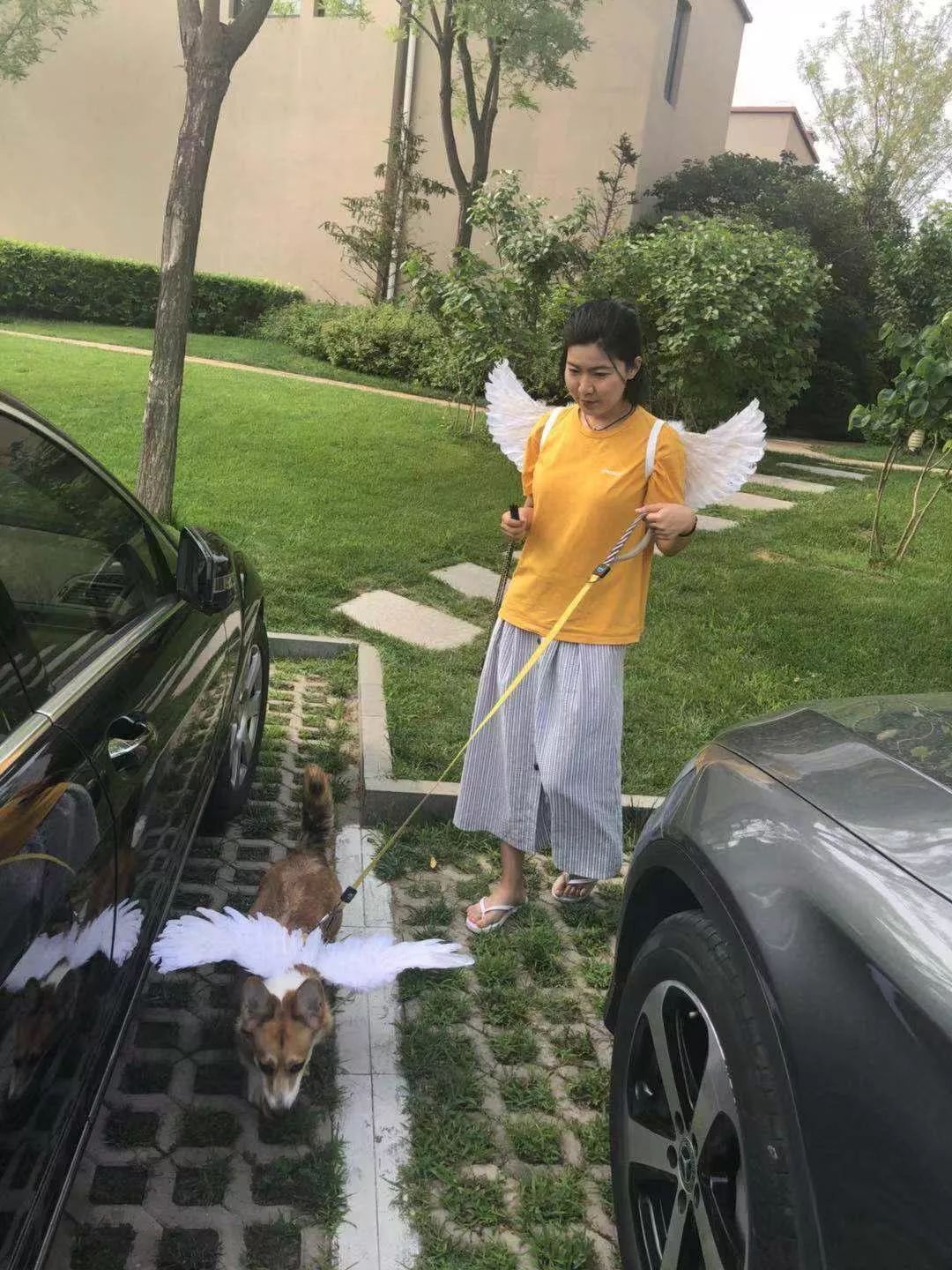 解放狗狗发情期，卖家改造狗用“*气娃充**娃”，“泰迪尺寸”最热销