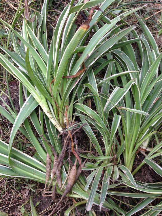 吊兰长了萝卜根还能水培吗,吊兰多久能长出萝卜根