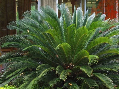 刚掰下来的铁树无根怎么种,铁树上掰下来的种球怎么生根