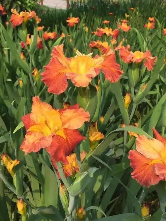 美美美!余杭七大花海组团来袭,遍地繁花好似人间仙境