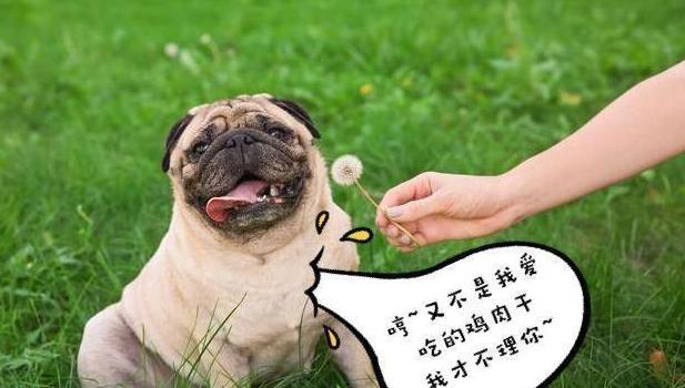 巴哥犬优缺点总结英文,巴哥犬和比熊优缺点