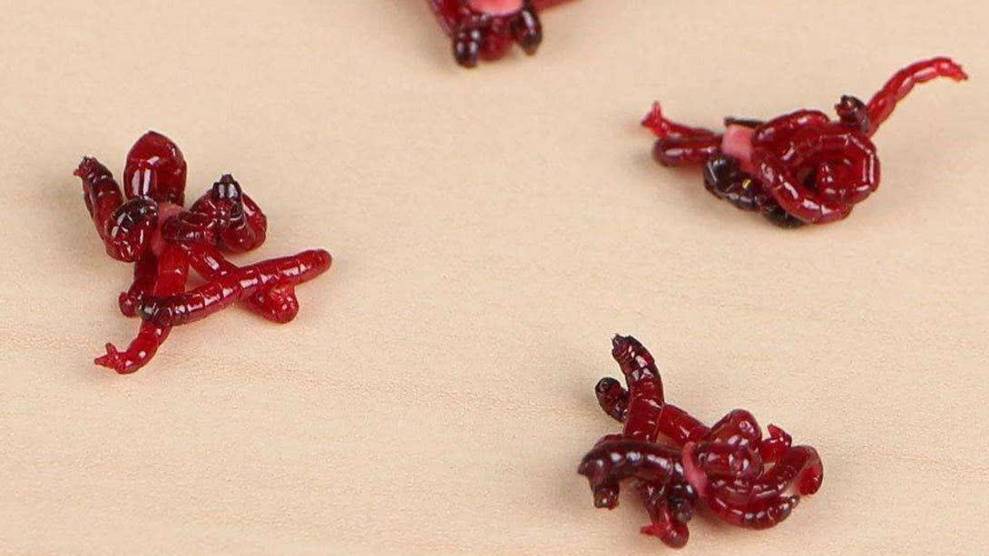 红虫饵的饲养方法,红虫最佳使用方法