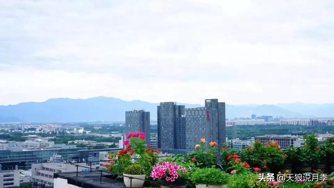 露台打造花海,她用10年改造庭院