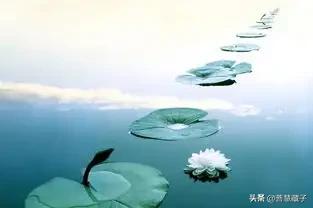 一花一世界一叶一菩提,一花一世界一叶一菩提的歌