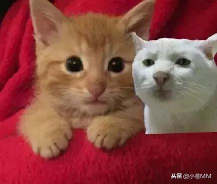 doinb爆料smlz退赛,doinb看smlz夺冠