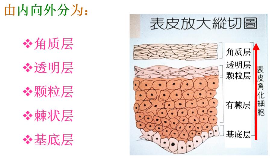 皮肤和护肤品有适应期吗,是不是换护肤品都有一个适应期