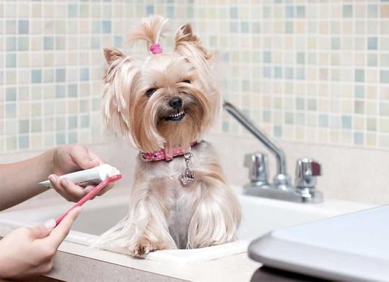 宠物美妆的销量,宠物美妆行业