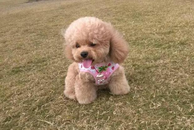 泰迪犬为啥那么讨人厌,泰迪犬为什么会爱咬人