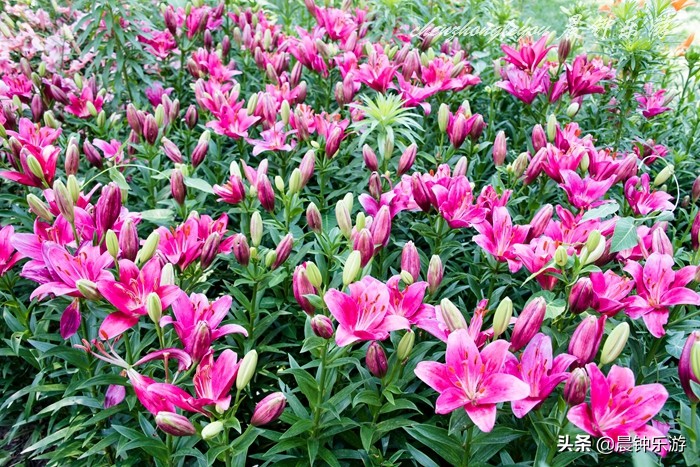 百合哪种颜色的花好闻,寓意好的花百合