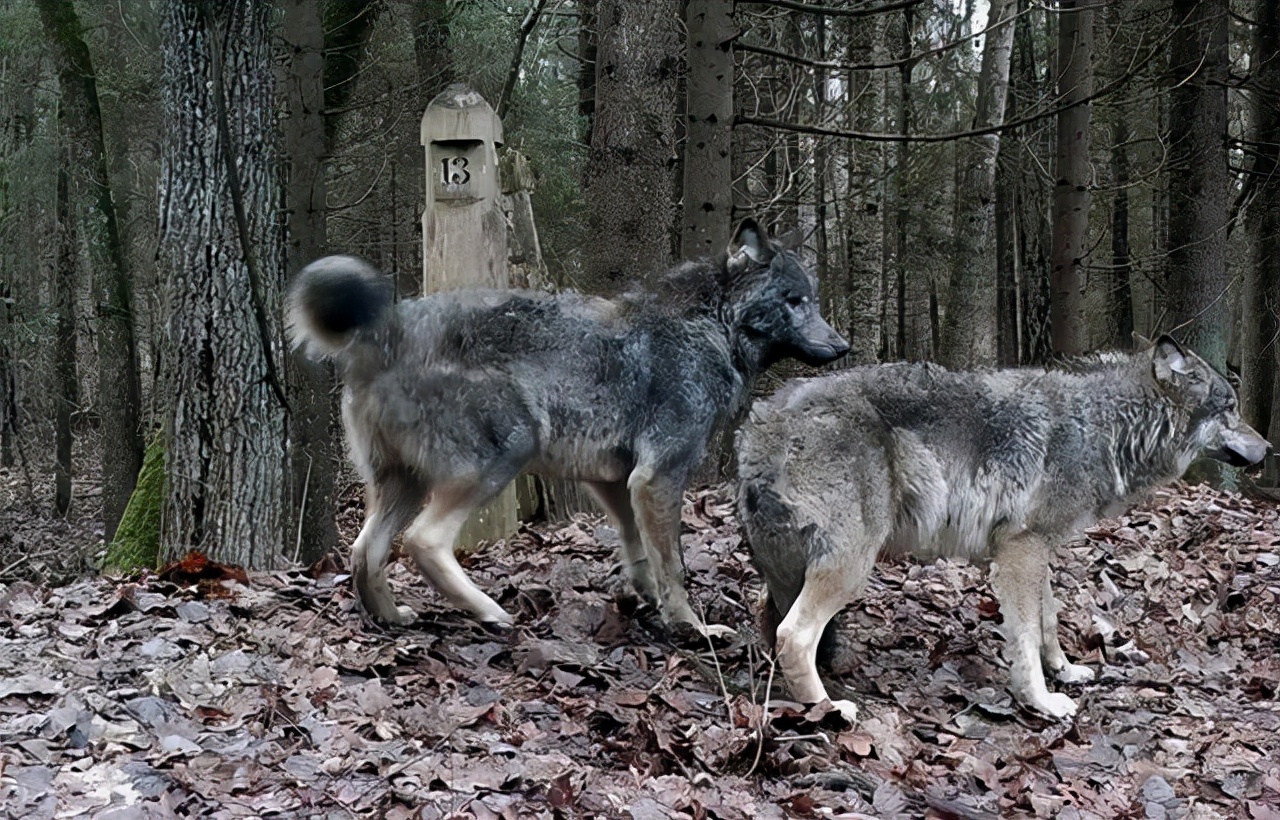 猞猁首次现身云南狼群将遭到威胁,猞猁凶残到什么程度的