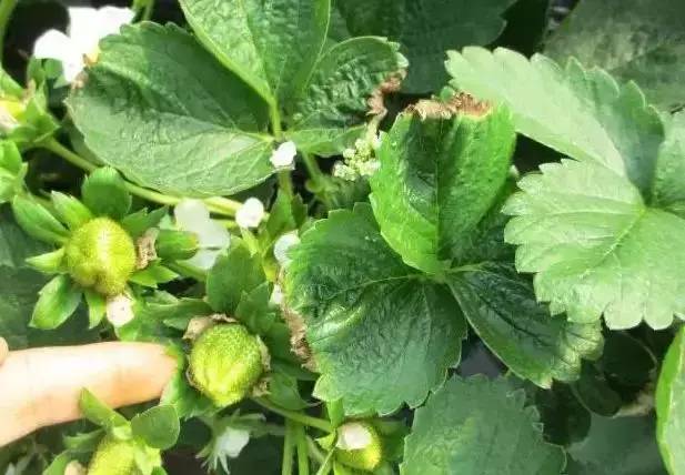 草莓刚刚定植叶片干边焦枯怎么办,草莓叶子发黄不长是怎么回事