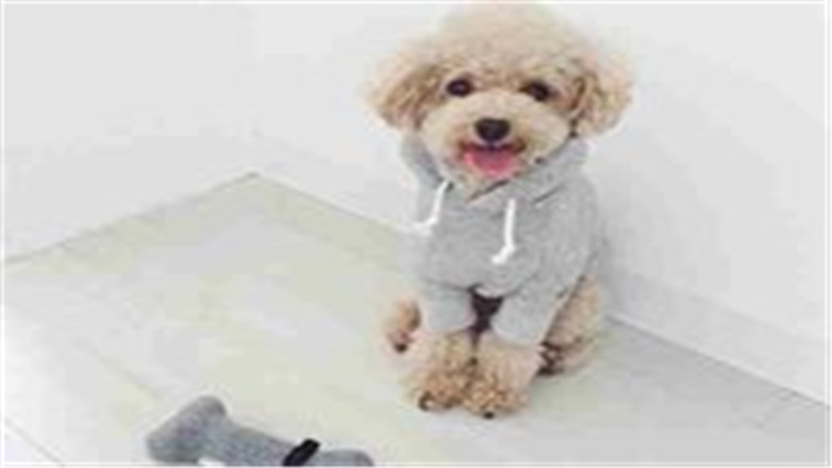 狗狗经常刨地怎么回事,狗狗频繁刨地