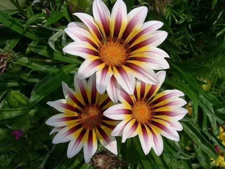 看到花的时候，不知是什么花？那就收下这份百花图谱