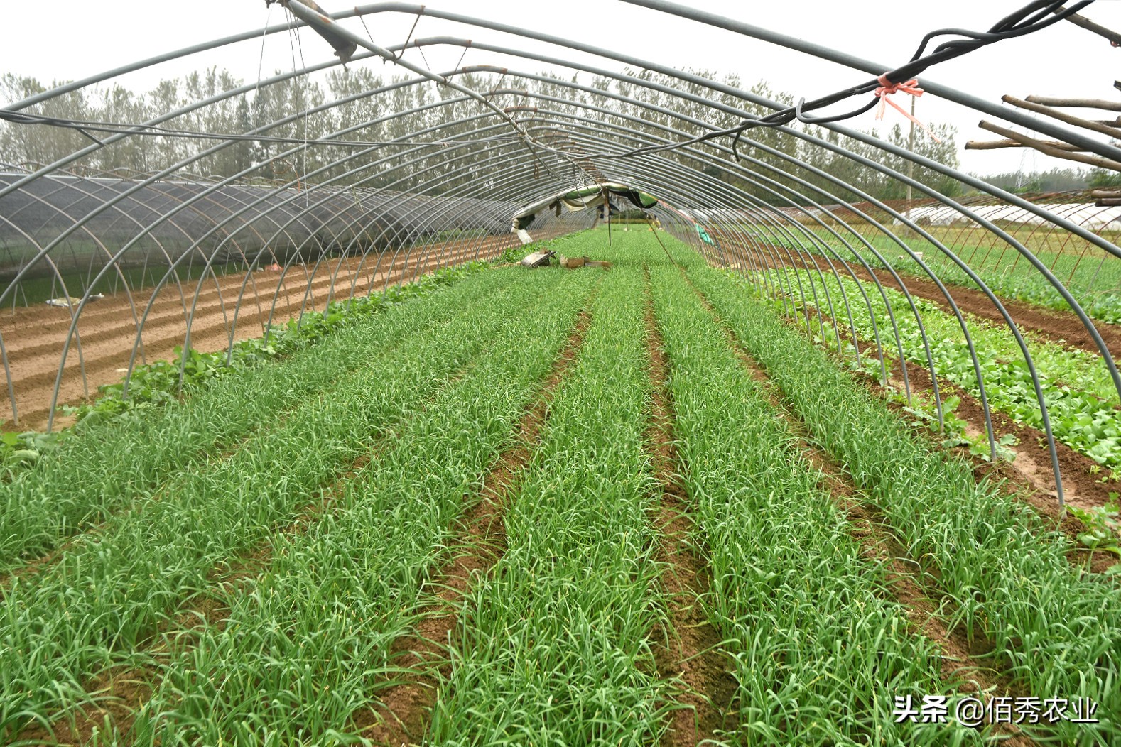 品尝自己种植的蒜苗,蒜苗种子种蒜苗是真的吗
