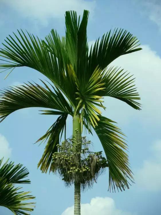 植物认知|佛系植物，五树六花