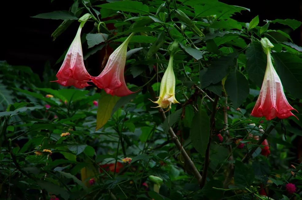 灵魂摆渡曼珠沙华的结局,灵魂摆渡的旁白曼珠沙华