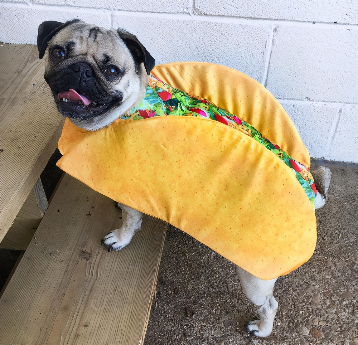 巴哥犬不吃东西怎么办呢,巴哥犬体味怎么解决