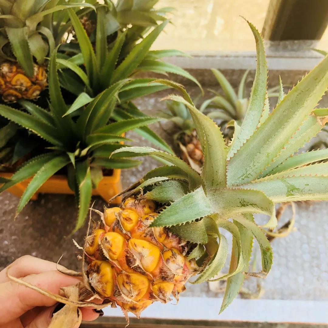 泰国清迈旅游有哪些景点好玩儿,泰国清迈有哪些旅游景点好玩