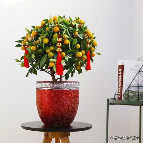 种植砂糖橘如何保花保果,观赏橘落果