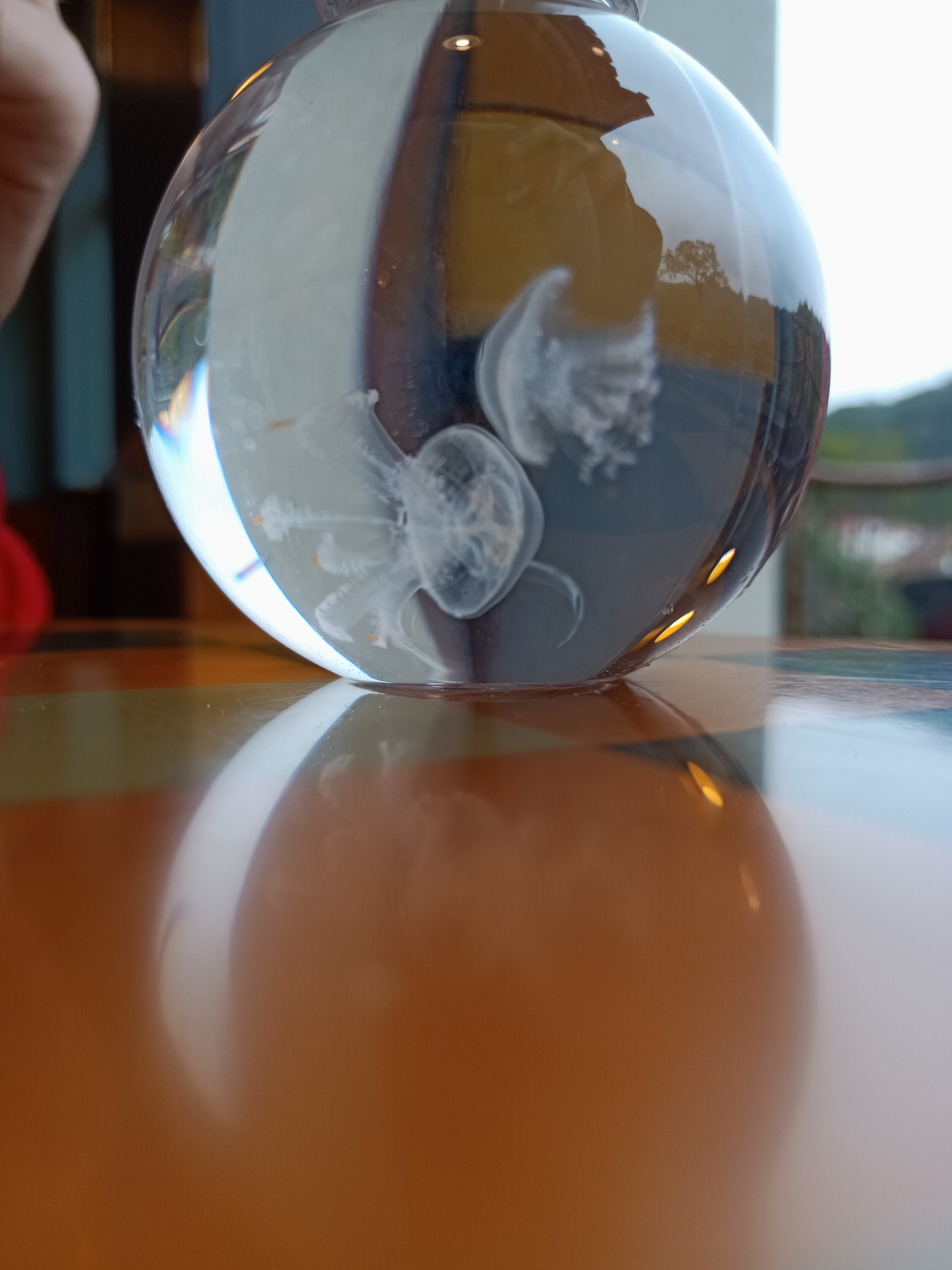 水母宝宝怎么弄才能长大,水母一次喂多少食隔几天再喂