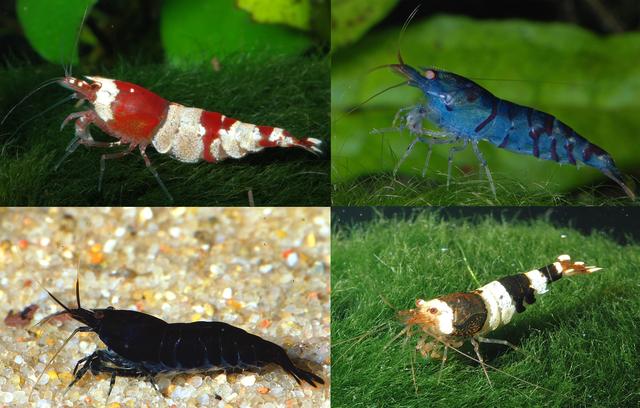 硬壳罗氏虾和软壳罗氏虾的区别,罗氏虾鳌虾甜虾有什么不同