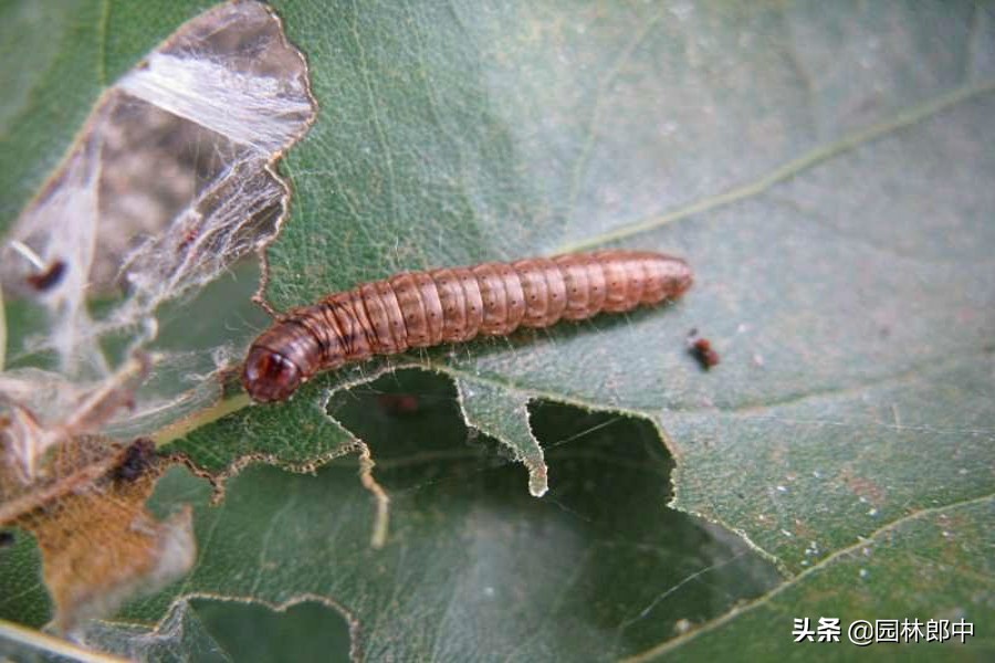樟巢螟的消灭方法,香樟樟巢螟
