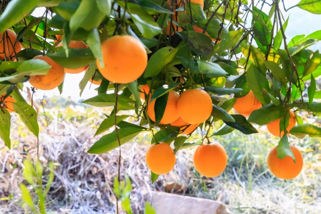 麻阳冰糖橙褚橙,正宗麻阳冰糖橙当季现摘鲜橙