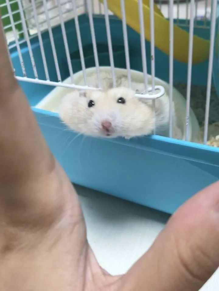 养仓鼠7天就死了,养仓鼠养到破产