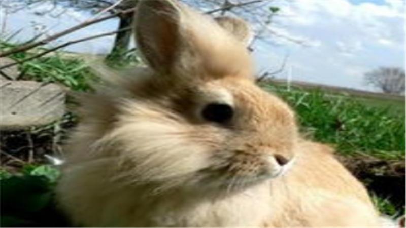 怎么养幼兔是最佳方法,养兔知识如何做好幼兔的饲养管理