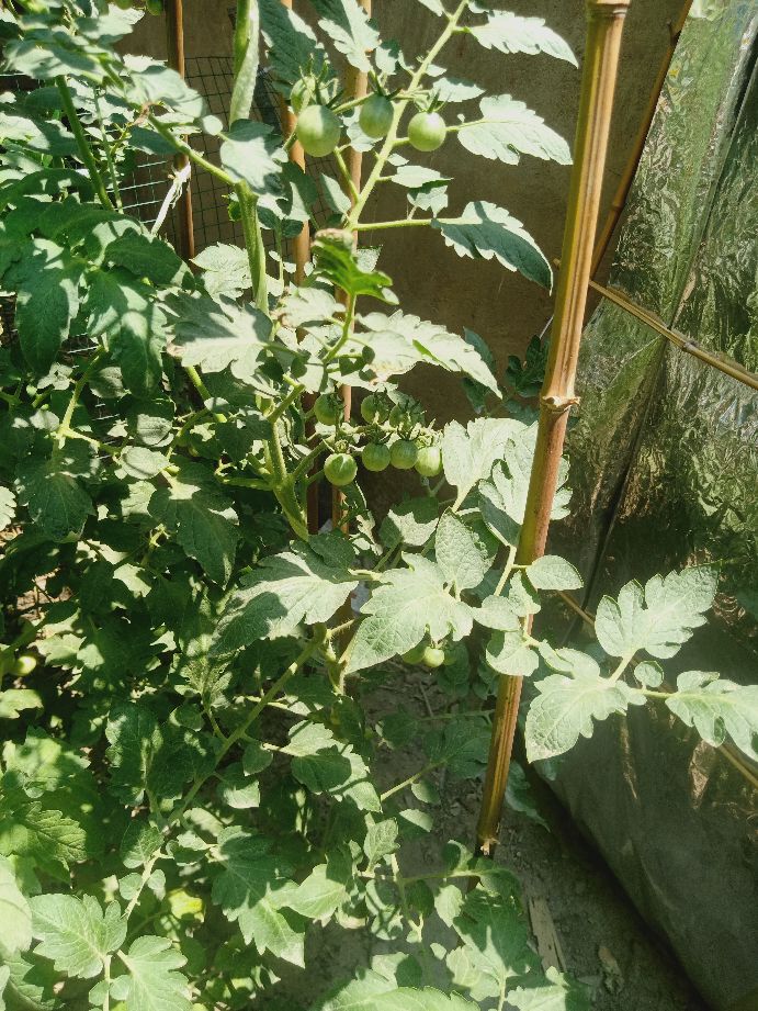 樱桃番茄最好的颜色,樱桃番茄挑选