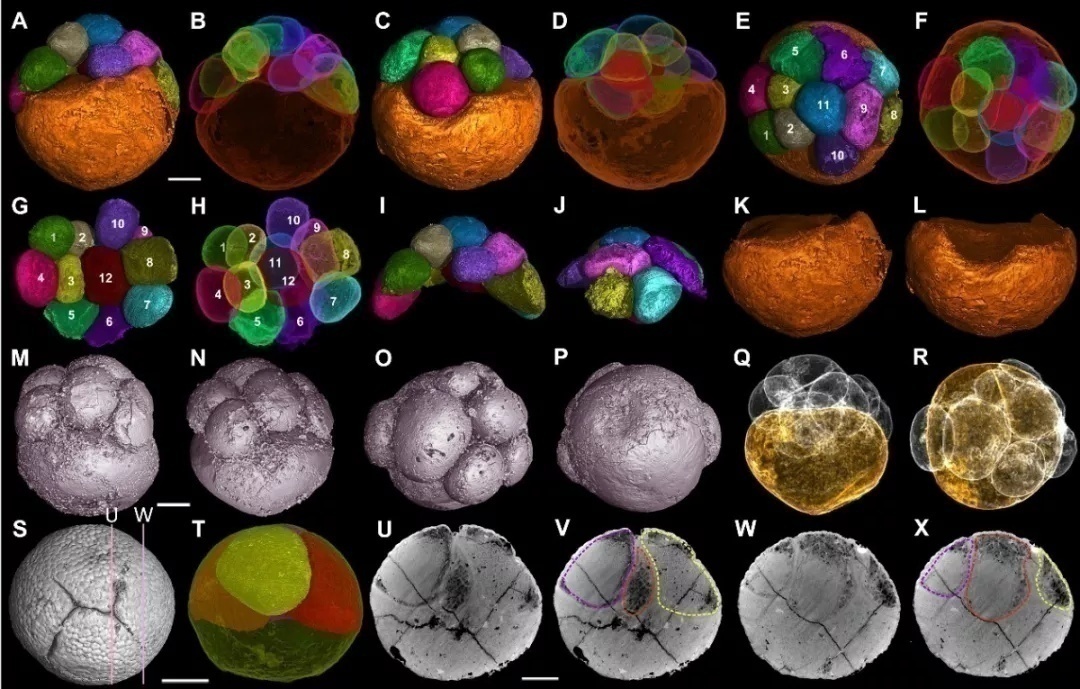 赛先生访谈,赛先生美国