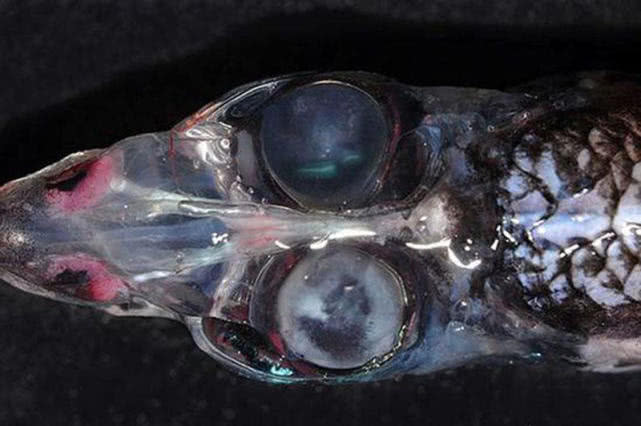 世界上最丑的鱼叫什么鱼,世界上有哪些极丑的鱼