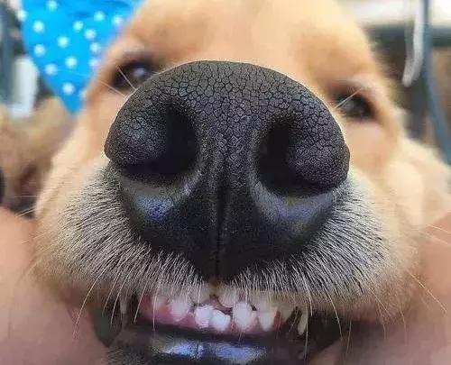 一口黄牙影响颜值,一口黄牙齿