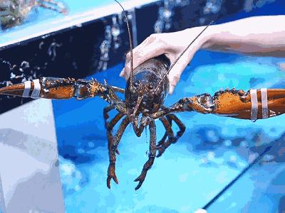 春节期间进口海鲜市场调查，最热销的是哪个？