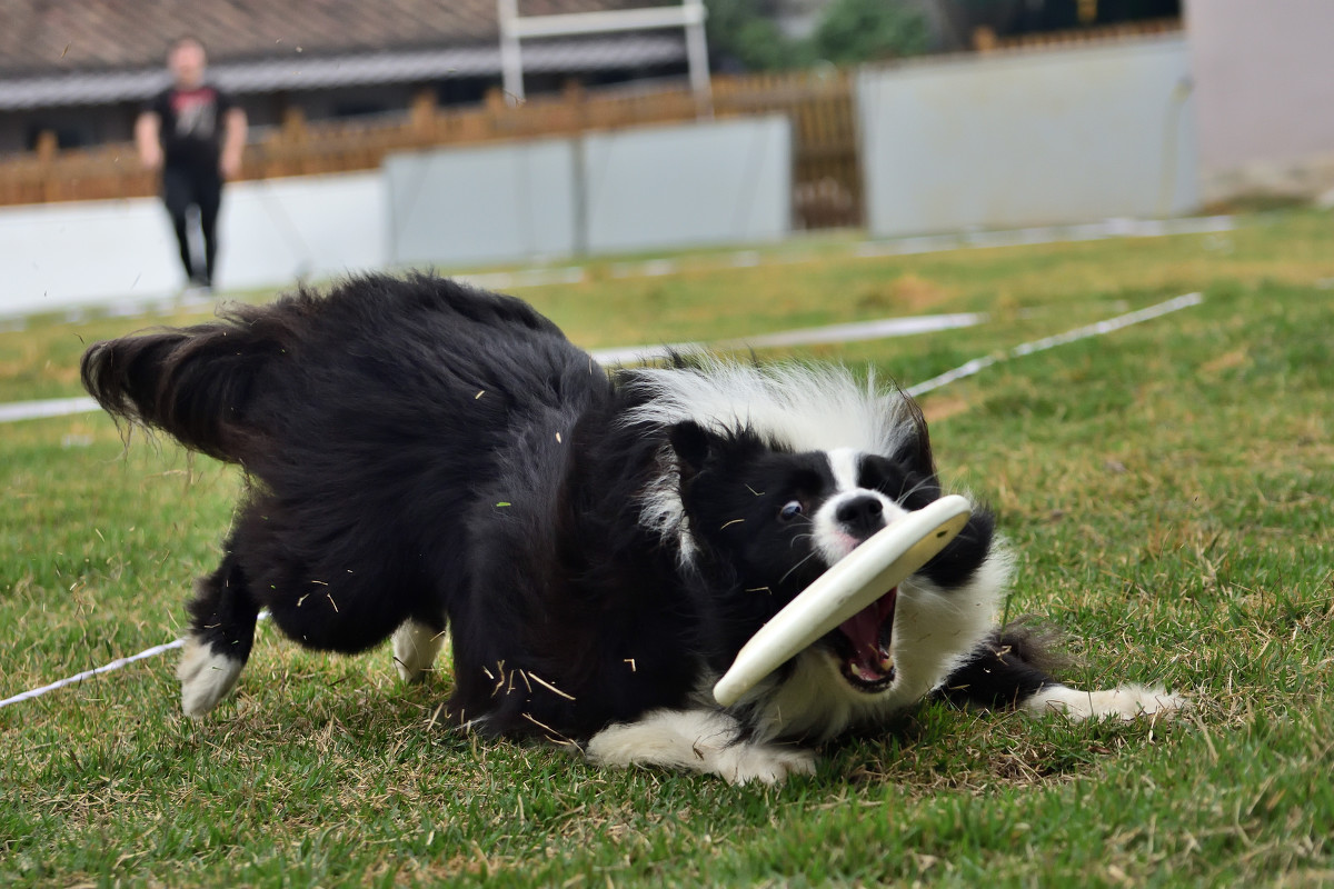 边牧为啥不是禁养犬,边牧属于禁止养犬吗