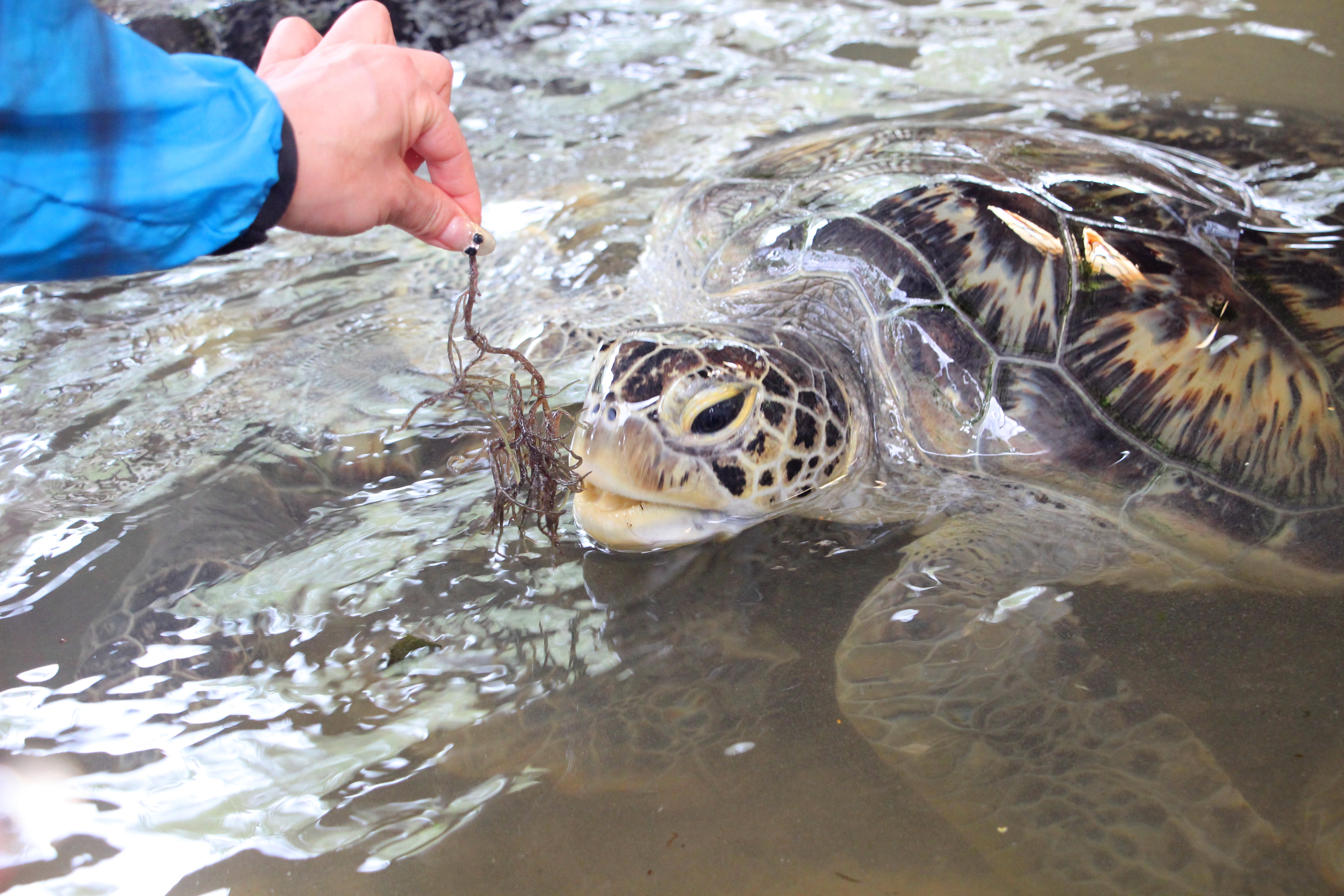 天堂之岛巴厘岛，半自由行攻略和必去景点