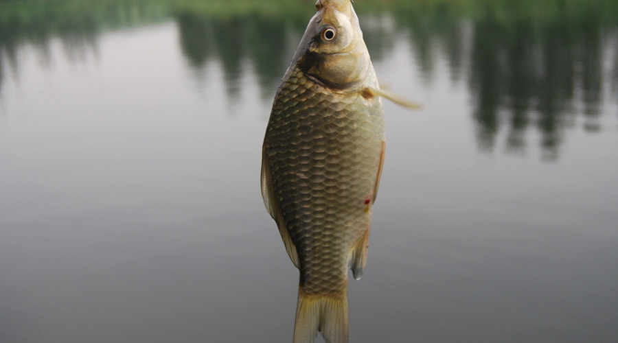 水产养殖过程中池塘鱼浮头的应急解救措施有哪些?