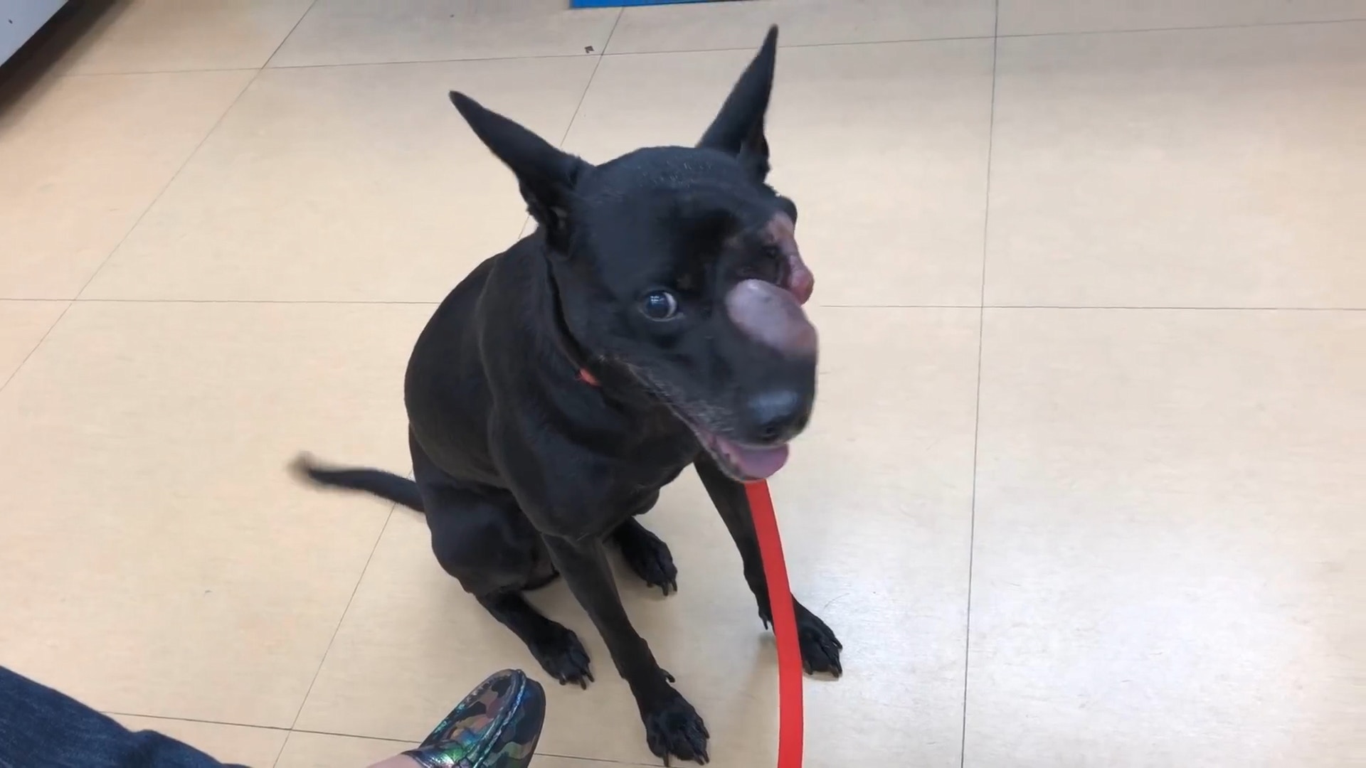 老狗得了恶性肿瘤怎么样维持生命,狗狗得了纤维瘤