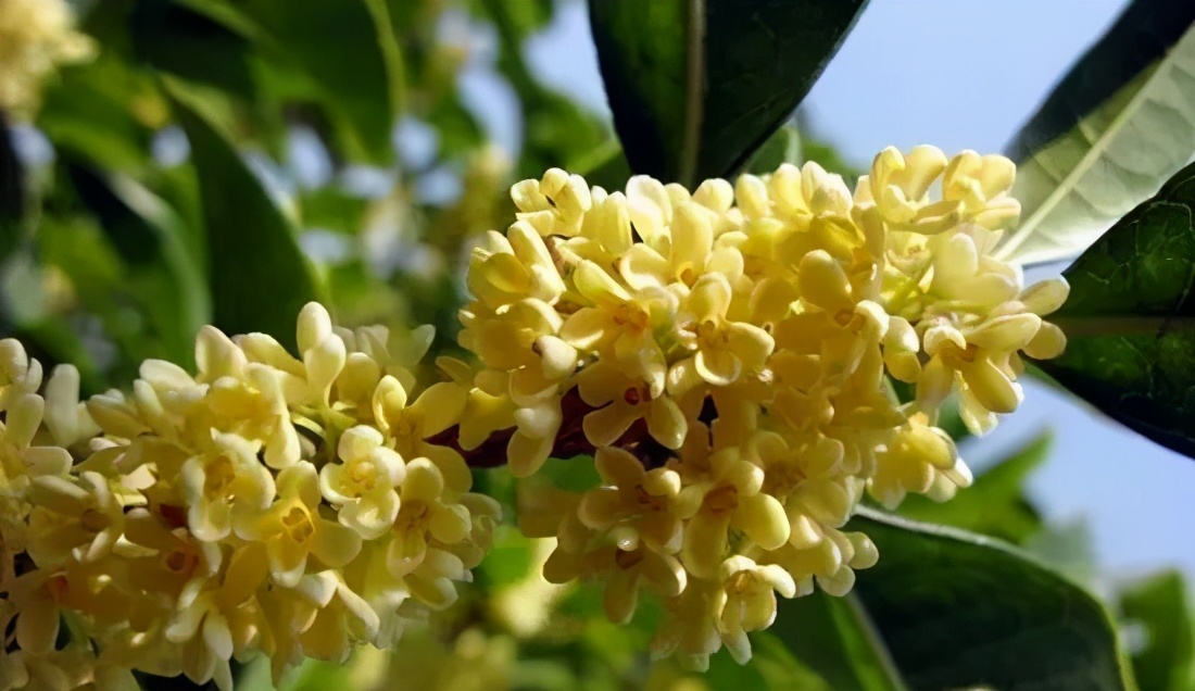 桂花发了好多新芽,桂花品种对比一览表