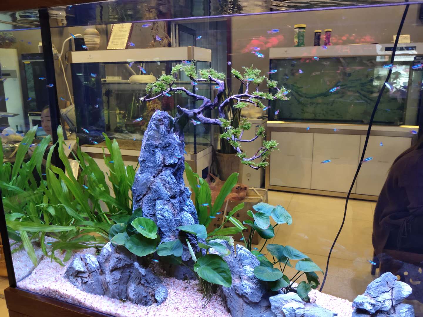 这六种观赏鱼不用加氧泵也能养好,如何养好观赏鱼技巧