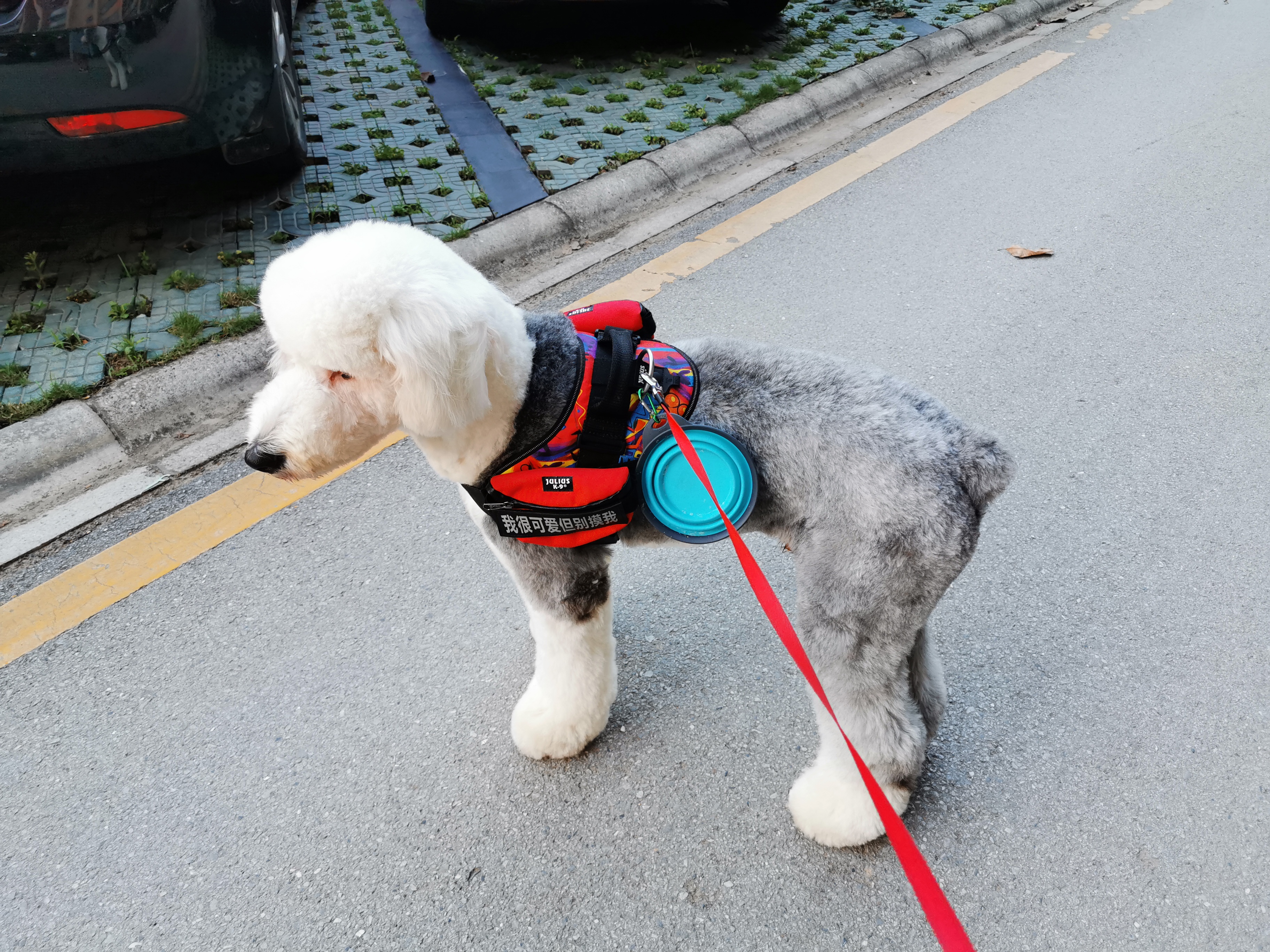 母狗发情期，狗主人记得要做好这3点，要不然哪天带球回家你别哭