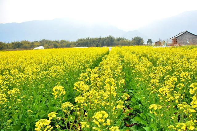 油菜驱鸟最好的方法,油菜防鸟