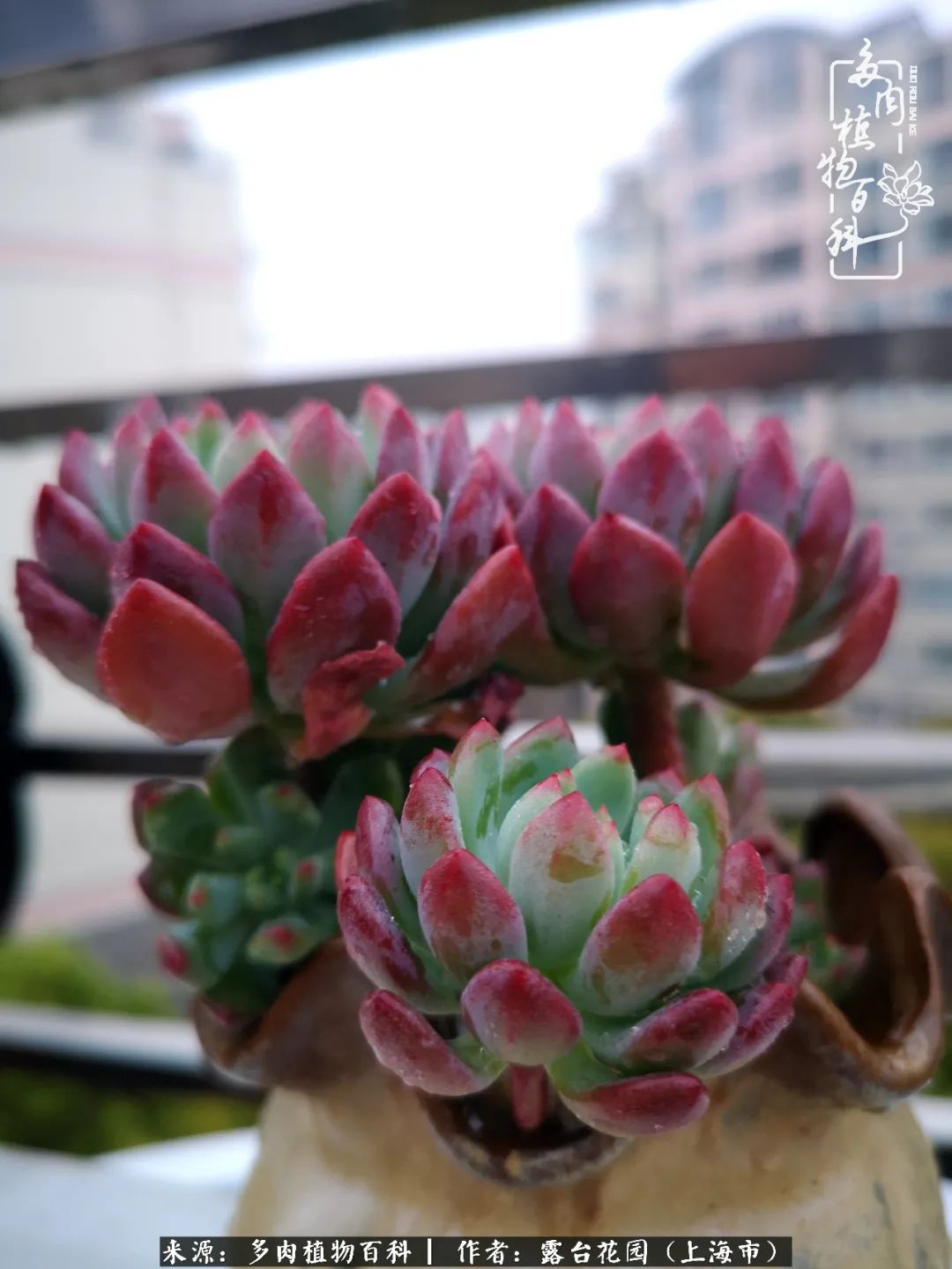 这6种多肉又粉又可爱萌翻少女心,粉粉萌萌的多肉有哪些