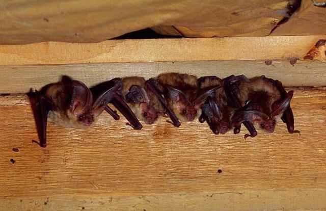 上海多名居民家中发现蝙蝠,家里进的蝙蝠会咬人吗