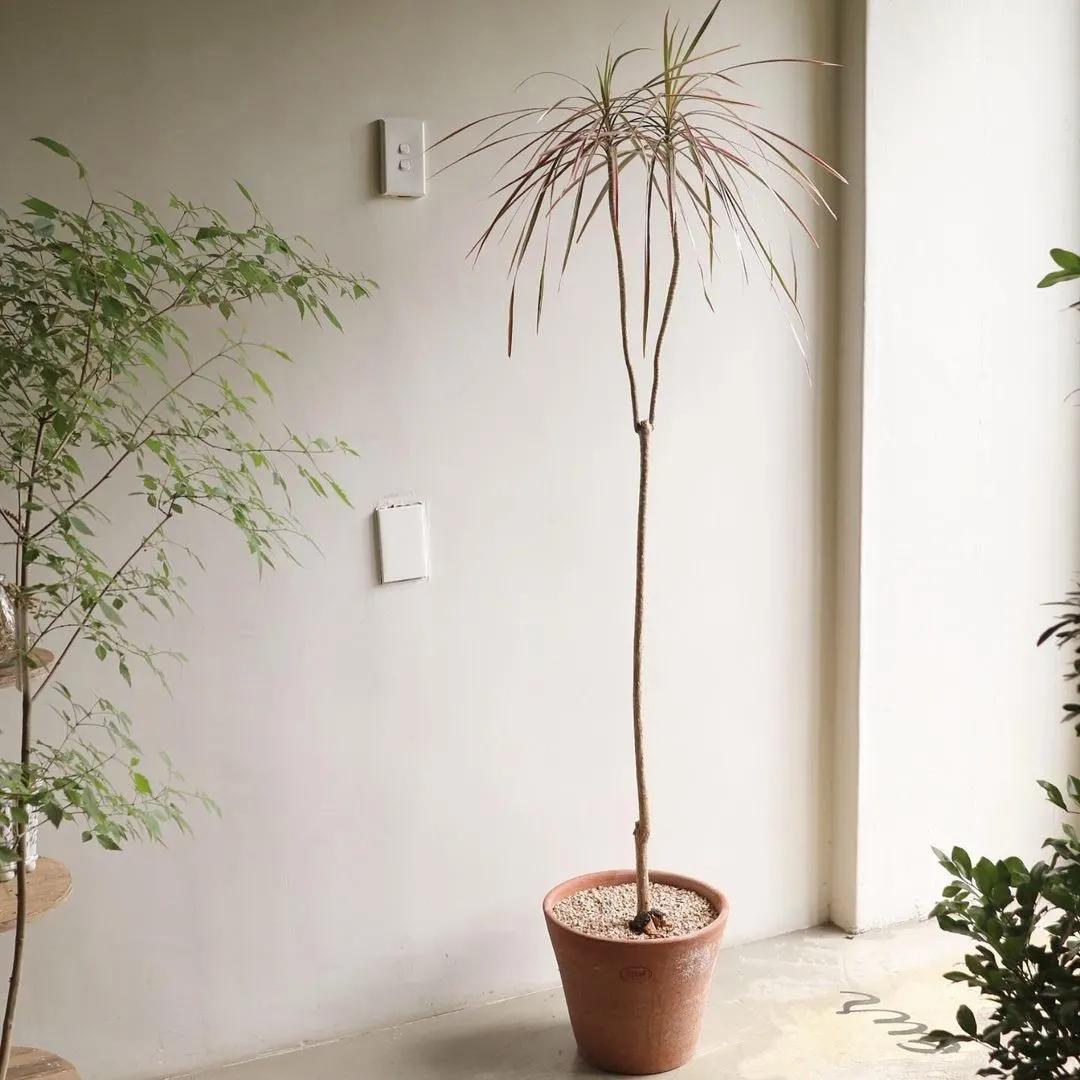 ins十大网红绿植,ins网红绿植大全