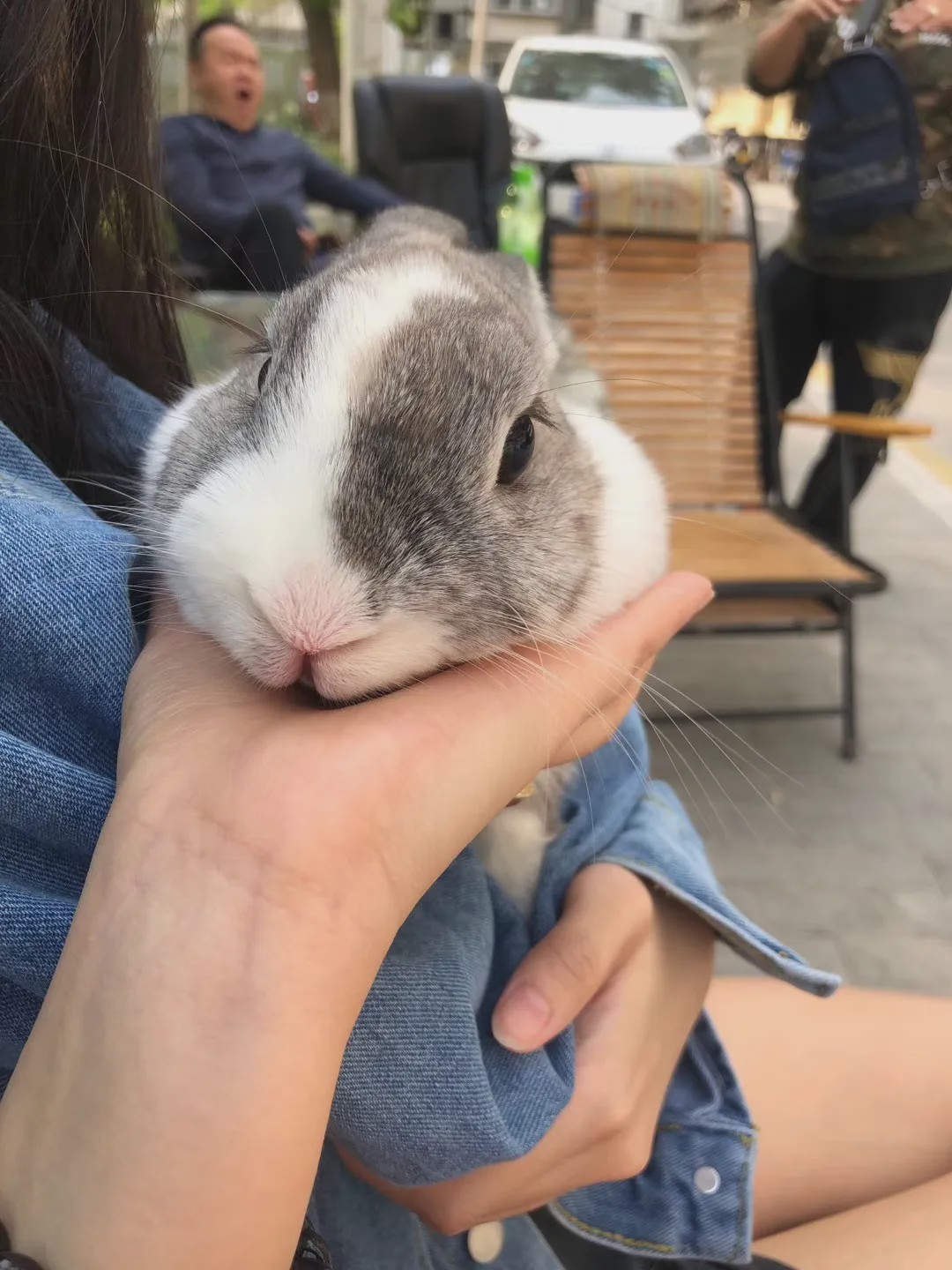 向往的生活锅碗瓢盆分别被谁养,向往的生活锅碗瓢盆4只狗