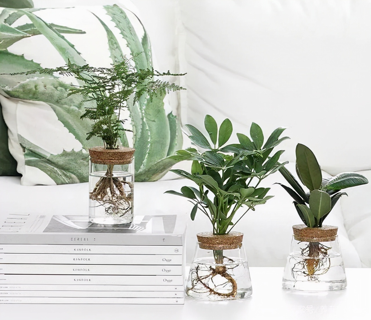 买花经验要牢记,网购花卉如何避坑