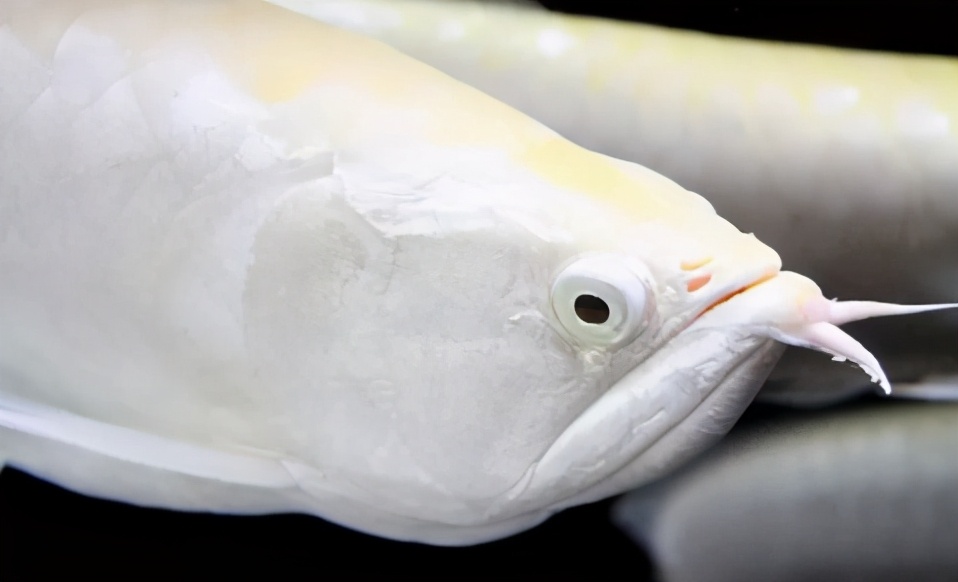 小龙鱼疾病,龙鱼突发疾病