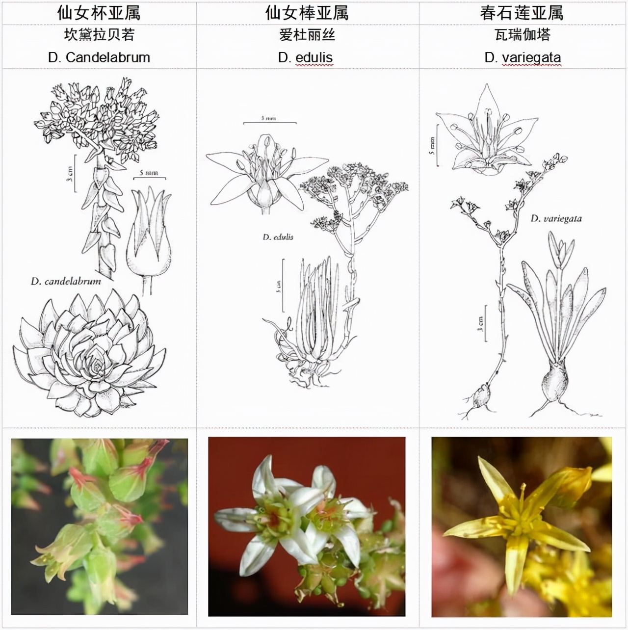 多肉植物初霜仙女杯,仙女杯多肉品种图鉴