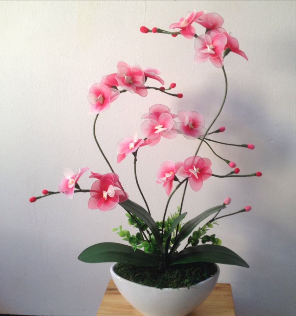 蝴蝶兰的叶子发软怎么回事,蝴蝶兰叶片发软了怎么处理